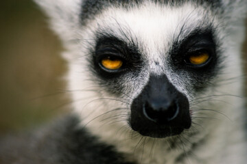 Ring-tailed lemur Portrait (lemur catta)