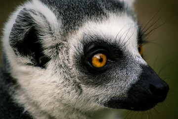 Ring-tailed lemur Portrait (lemur catta)