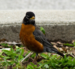 Close up of Robin 