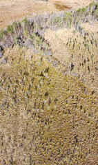 northern peat swamp top view