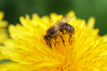 worker bee collects nectar and pollen from a dandelion flower