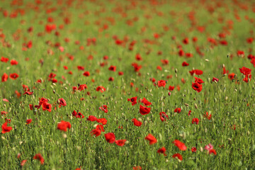 green and red beautiful poppy flower field background