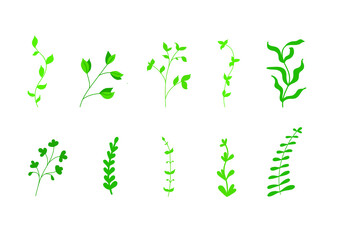 Set of green herbs, greenery for design and decoration. Vector illustration, flat cartoon, eps 10. Concept: plants, natural elements for creating spring or nature motifs.
