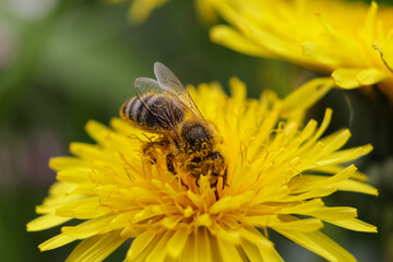 worker bee collects nectar and pollen from a dandelion flower