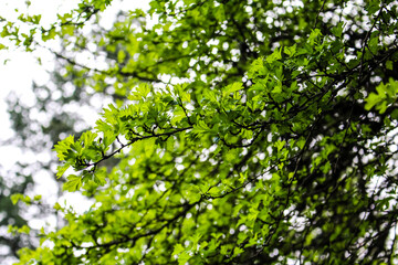 Fototapeta na wymiar Vibrant Green Leaves on Branch