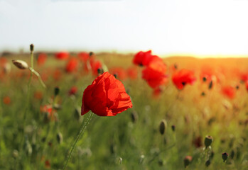 green and red beautiful poppy flower field background