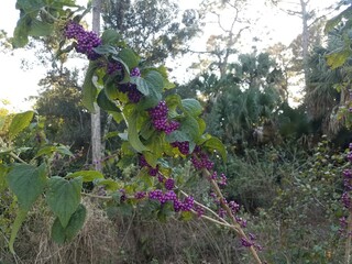 purple berries on plant with green leaves