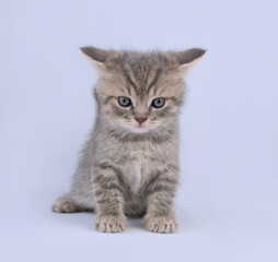 Fototapeta na wymiar A small grey kitten of the British breed with flattened ears