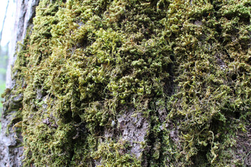 Mossy Texture