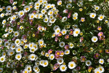 Marguerites