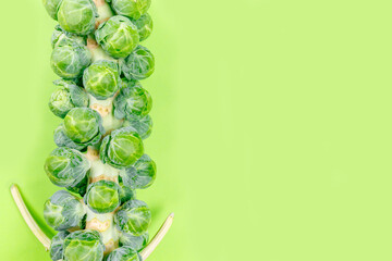 Brussels sprouts stem on the solid color drop. Farmer market, easy cooking, healthy eating, cooking...