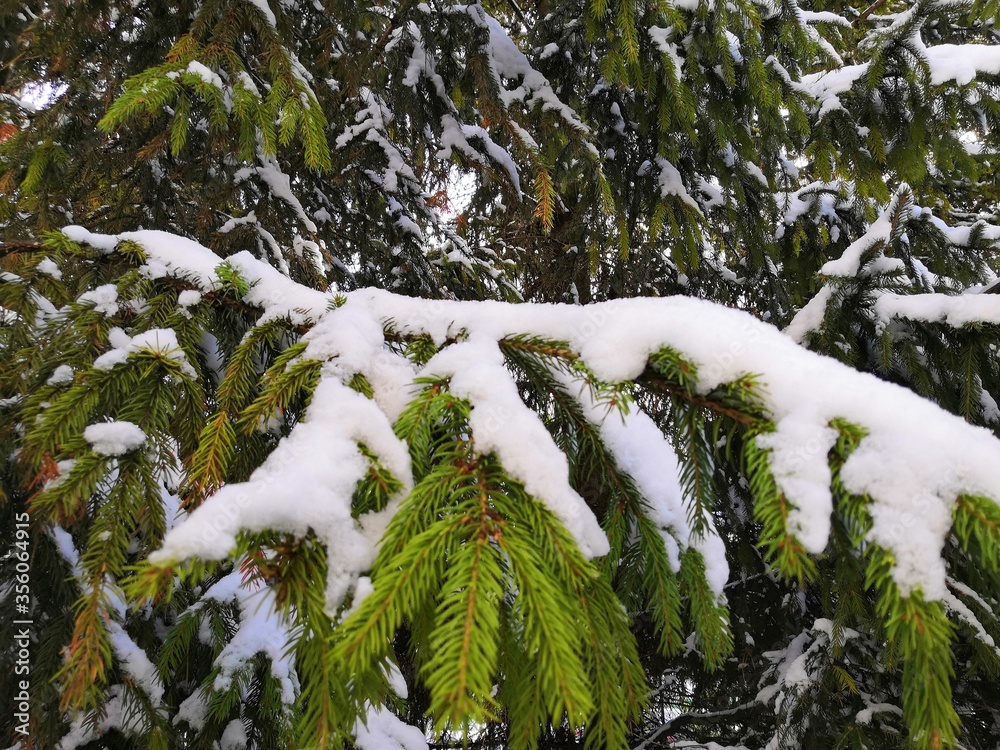 Wall mural a large spruce tree is covered with snow