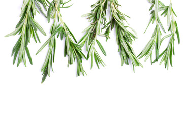 Twig of rosemary on a white isolated background