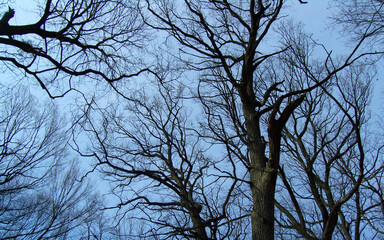 Trees and thick and thin branches photographed against a dark blue sky. Blue natural background. Early spring, warm winter or late autumn.