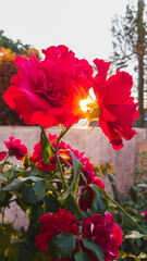 Red Rose garden at sunset