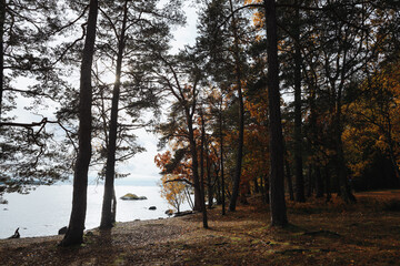 View on beautiful  house on the hill in forest near Baltic sea in Sweden 