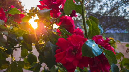 Roses at sunset from a garden