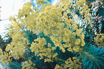 Fototapeta na wymiar Yellow Tropical Blooms