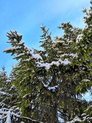 a large spruce tree is covered with snow