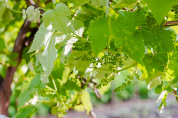 Fototapeta na wymiar Spring Grape Vines on a sunny day