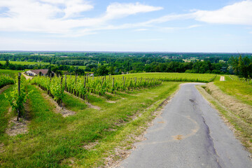 Fototapeta na wymiar road tourism in vineyard landscape of Saint Emilion Bordeaux France