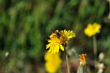 Flores amarillas silvestres en primavera con abeja