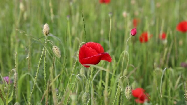 poppy with a bumblebee inside on a green meadow