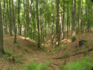sunny forest day