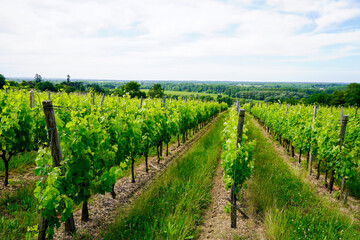 Fototapeta na wymiar Saint emilion french vineyards landscape on the vines near Bordeaux in France Europe