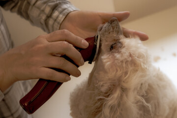 Poodle neck grooming on a windowsill at home