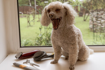 Poodle yawns resting during a haircut break on a windowsill at home