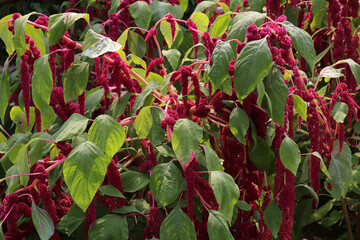 The plant called Love Lies Bleeding. Plant photographed on a summers evening with sunlight just backlighting some of the leaves and flowers. Botanical name Amaranthus caudatus.