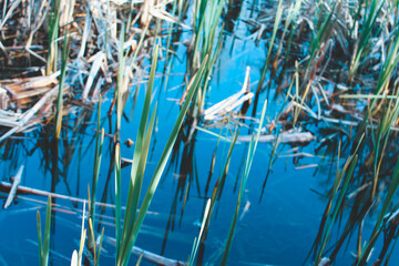 Reeds in the Water