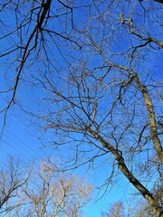 tree branch