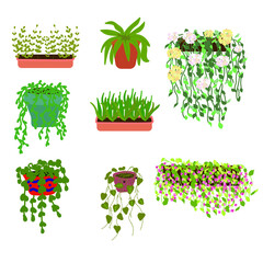 Indoor plants, flowers in pots. Flowering climbing plants, ornamental foliage, a set for landscaping the home and garden. Vector flat cartoon illustration. Concept: interior details, eco style.
