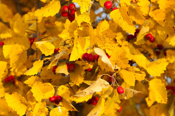 Red berries of Hawthorn on the branch with yellow leaves