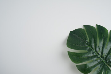 Fototapeta na wymiar Frame of tropical leaves Monstera on white background a space for text. Top view, flat lay