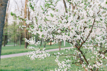 Blooming tree with white flowers and green grass, light shades