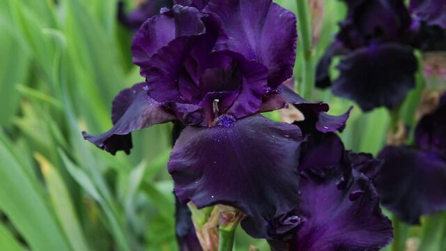 A plant with impressive flowers, garden decoration. Iris germanica is the name for a species of flowering plants in the family Iridaceae commonly known as the German bearded iris.