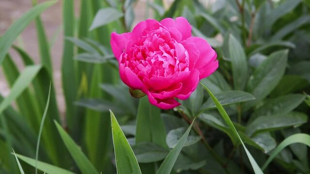 pink peony flowers bloom in the garden. macro closeup background. Spring