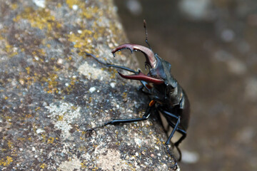 European stag beetle male (Lucanus cervus) climbs the old steps of the house
