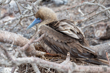 Red-footed booby bird Galapagos brooding