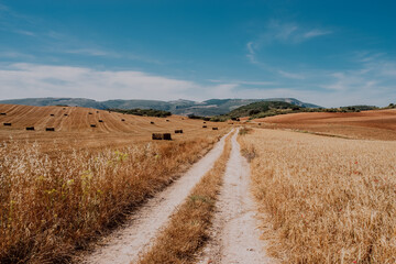 Carretera rural, campos de trigo