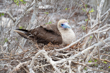 Red-footed booby bird Galapagos brooding