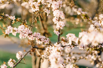Sakura branches with pink flowers in a city park
