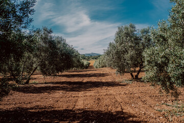 Campo de olivos en Andaluc&iacute;a 