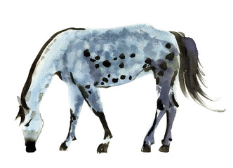 Watercolor illustration of a horse