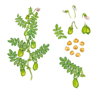 illustrazione ad acquarello della pianta di ceci con foglie, fiori e frutti (Cicer arietinum)