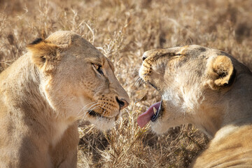 Interaction between two young adult lionesses , panthera leo, in the dry grasslands of the Masai mara, Kenya.