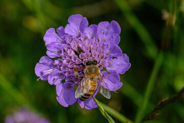 Ape su fiore